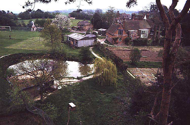 View from the pines